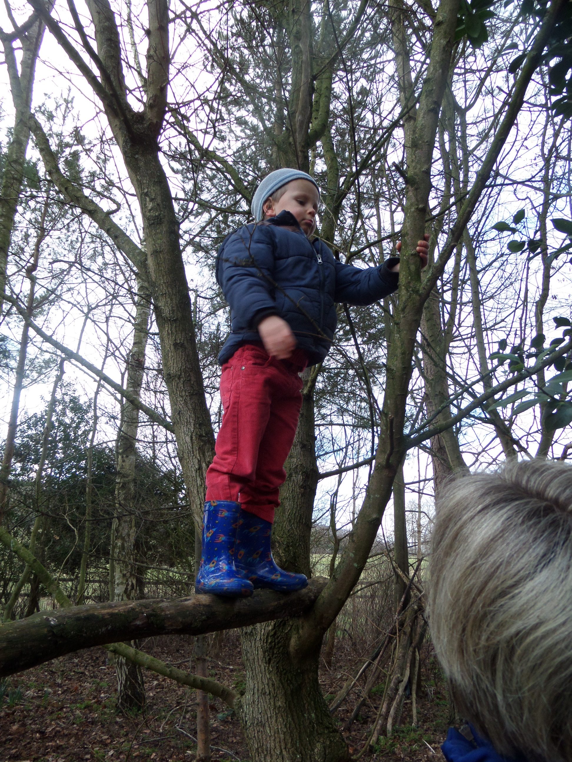Climbing trees
