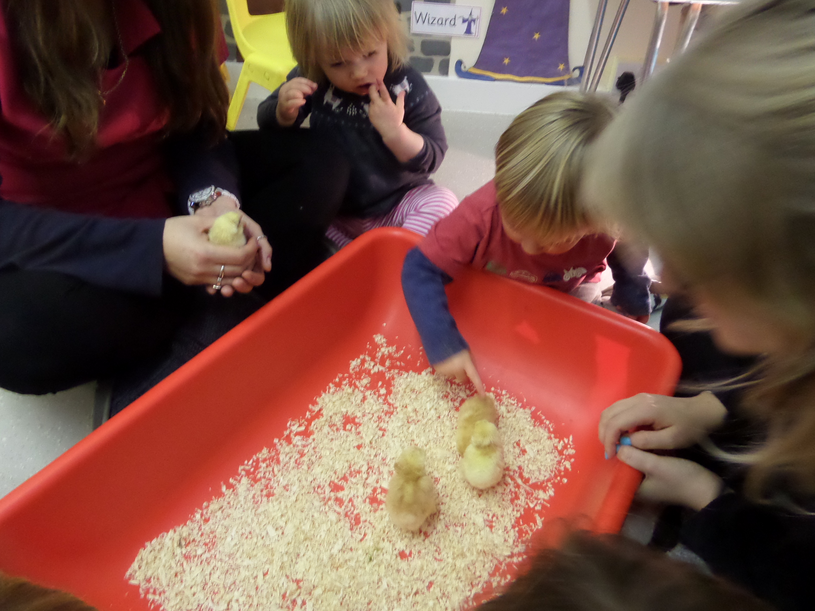 Saying hello to our new born chicks