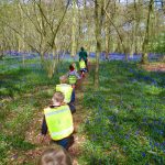 Visiting Bluebell Woods